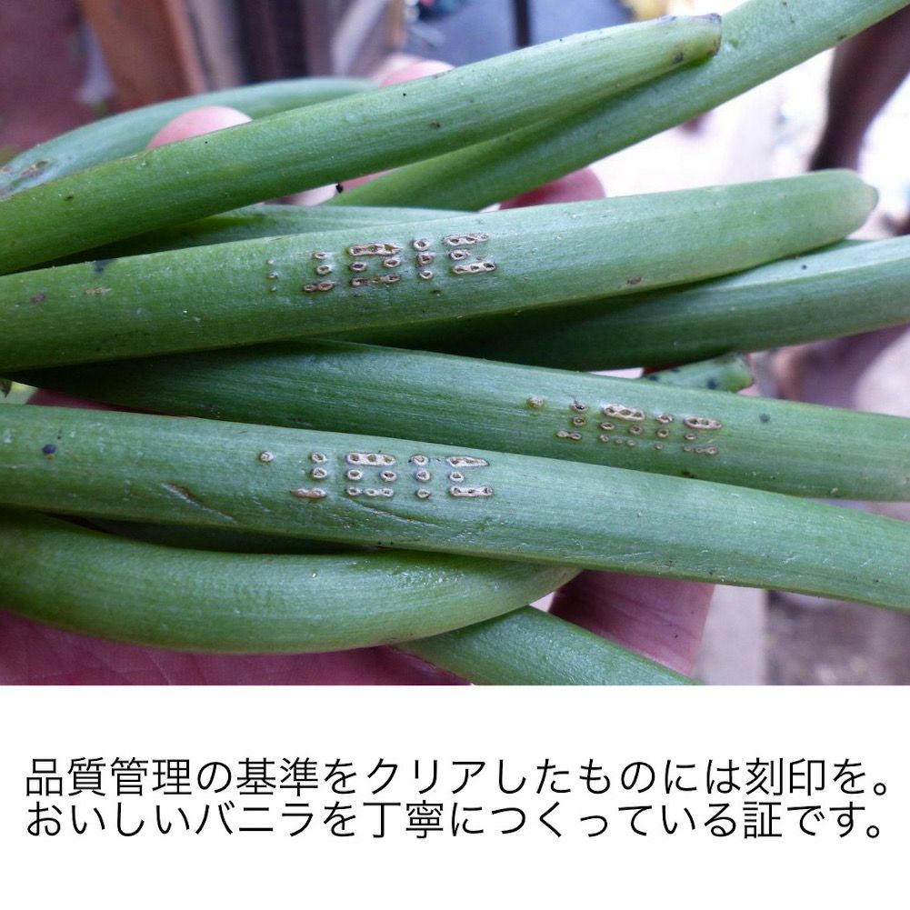 マダガスカル産バニラビーンズ 1kg(500g×2袋） | ブラウンシュガー